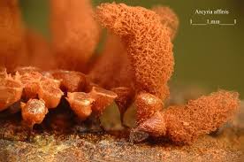 Attēlu rezultāti vaicājumam “Arcyria affinis”