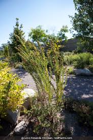 Attēlu rezultāti vaicājumam “Lophozia capitata”