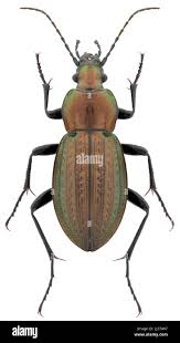 Attēlu rezultāti vaicājumam “Carabus arcensis”