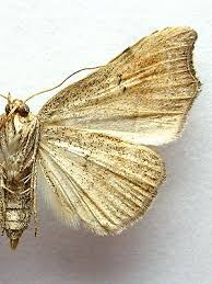 Attēlu rezultāti vaicājumam “Laspeyria flexula”