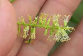 Attēlu rezultāti vaicājumam “Salix triandra male flower”