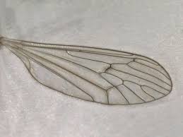 Attēlu rezultāti vaicājumam “Trichocera regelationis”