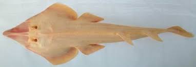 Image result for Glaucostegus cemiculus