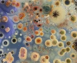 Attēlu rezultāti vaicājumam “Penicillium vulpinum”