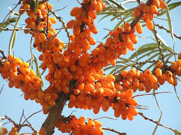 Attēlu rezultāti vaicājumam “Hippophae rhamnoides fruit”