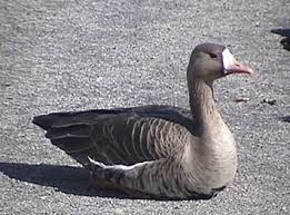 Attēlu rezultāti vaicājumam “Anser albifrons adult”