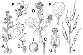 Attēlu rezultāti vaicājumam “Sinapis alba leaf”