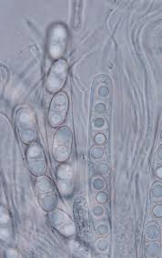 Attēlu rezultāti vaicājumam “Acrocordia gemmata”