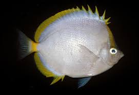 Image result for Diplodus helenae