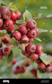 Attēlu rezultāti vaicājumam “Cotoneaster multiflorus fruit”
