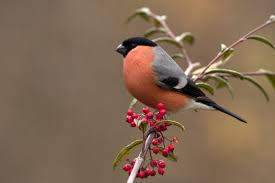 Attēlu rezultāti vaicājumam “Pyrrhula pyrrhula male”