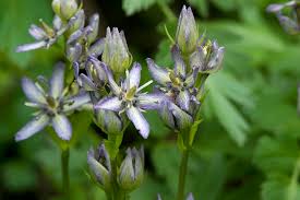 Attēlu rezultāti vaicājumam “Swertia perennis flower”