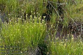 Attēlu rezultāti vaicājumam “Rhynchospora alba”