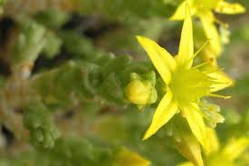 Attēlu rezultāti vaicājumam “Sedum acre flower”