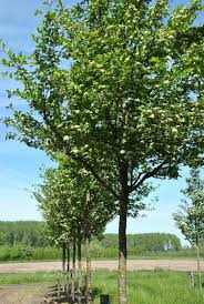 Attēlu rezultāti vaicājumam “Crataegus persimilis”