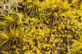 Attēlu rezultāti vaicājumam “Bryum capillare”