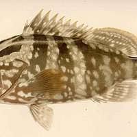 Image result for Epinephelus striatus
