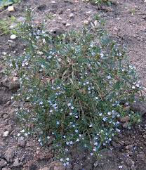 Image result for Satureja hortensis