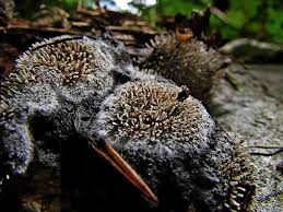 Attēlu rezultāti vaicājumam “Polycephalomyces tomentosus”