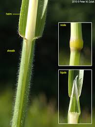 Attēlu rezultāti vaicājumam “Helictotrichon pubescens”