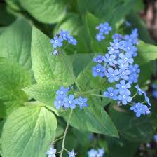 Attēlu rezultāti vaicājumam “Brunnera macrophylla”