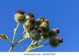 Attēlu rezultāti vaicājumam “Arctium tomentosum”