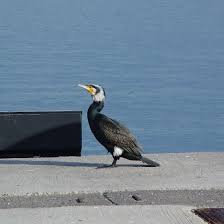 Image result for Phalacrocorax carbo