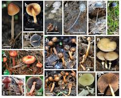 Attēlu rezultāti vaicājumam “Coprinus sp.”