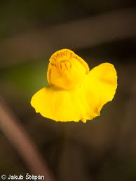 Attēlu rezultāti vaicājumam “Utricularia intermedia flower”
