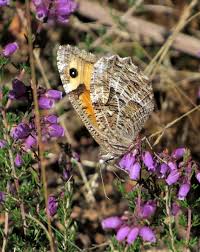 Attēlu rezultāti vaicājumam “Hipparchia semele underside”