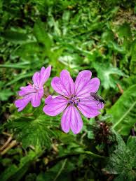 Attēlu rezultāti vaicājumam “Geranium sylvaticum flower”