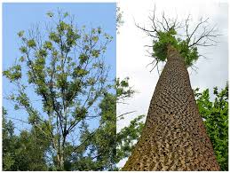 Attēlu rezultāti vaicājumam “Hymenoscyphus fraxineus”