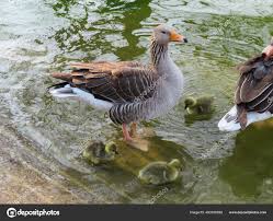 Attēlu rezultāti vaicājumam “Anser anser adult”