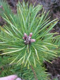 Attēlu rezultāti vaicājumam “Pinus sylvestris male flower”