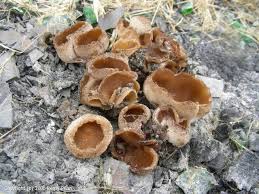 Attēlu rezultāti vaicājumam “Peziza repanda”