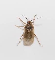 Attēlu rezultāti vaicājumam “Lygus pratensis”