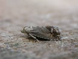 Attēlu rezultāti vaicājumam “Cydia splendana”