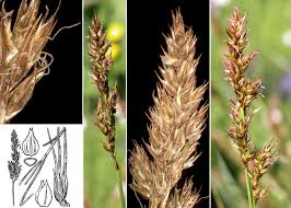 Attēlu rezultāti vaicājumam “Carex appropinquata”