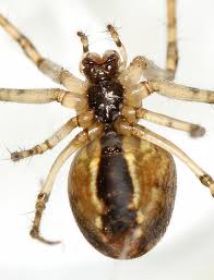 Attēlu rezultāti vaicājumam “Metellina segmentata”