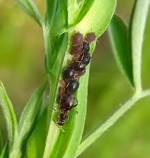 Attēlu rezultāti vaicājumam “Aphis confusa”