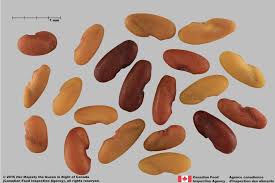 Attēlu rezultāti vaicājumam “Galega orientalis fruit”