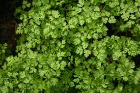 Image result for Anthriscus cerefolium