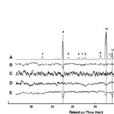 Attēlu rezultāti vaicājumam “Dacne bipustulata”