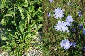 Attēlu rezultāti vaicājumam “Hemitrichia chrysospora young”