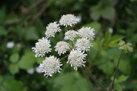 Image result for Heracleum sphondylium