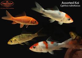 Image result for Cyprinus rubrofuscus