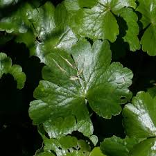 Attēlu rezultāti vaicājumam “Hydrocotyle vulgaris leaf”