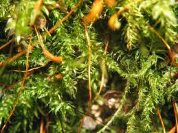 Attēlu rezultāti vaicājumam “Herzogiella seligeri”