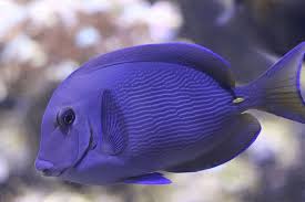Image result for Acanthurus chirurgus