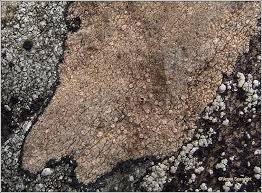 Attēlu rezultāti vaicājumam “Trapelia coarctata”